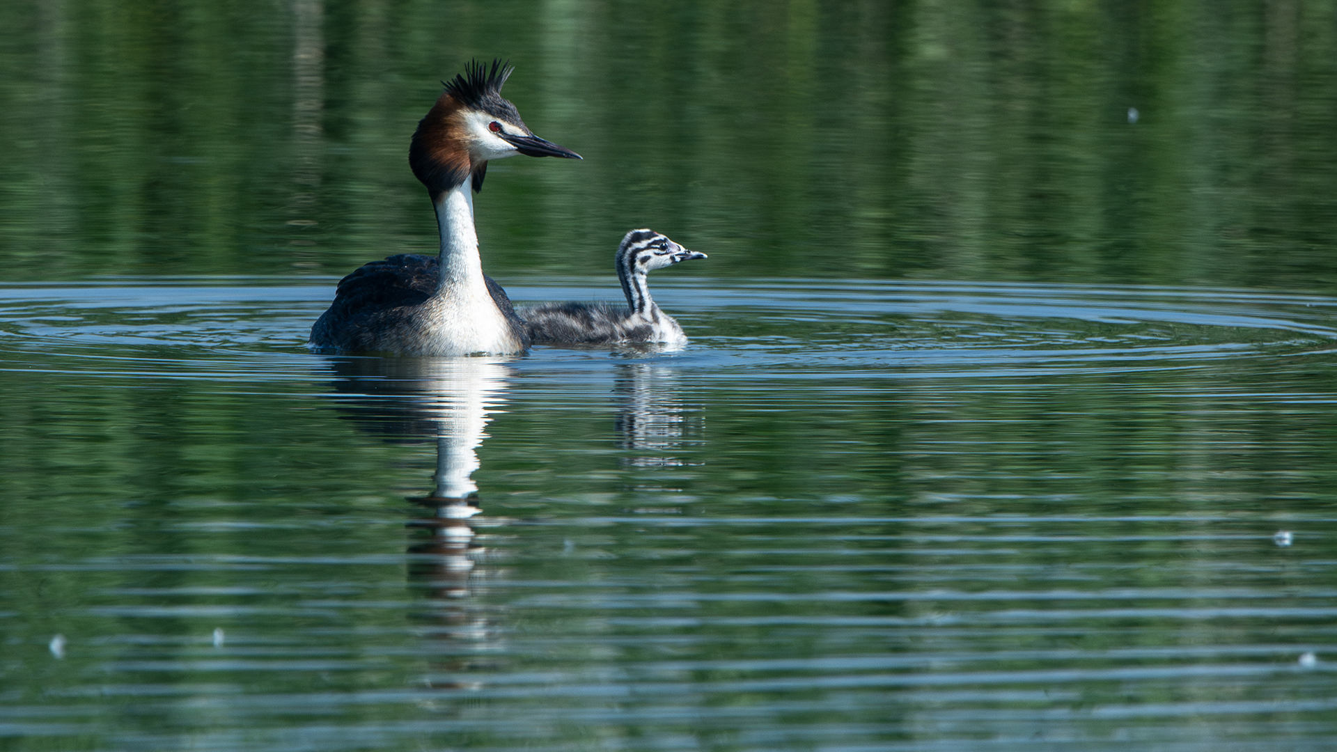 Great Crested Grebe